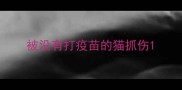 被没有打疫苗的猫抓伤