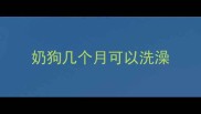 奶狗几个月可以洗澡