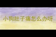 小狗肚子痛怎么办呀