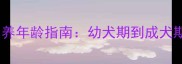 拉布拉多犬最佳饲养年龄指南幼犬期到成犬期的关键时间节点