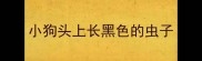 小狗头上长黑色的虫子