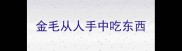 金毛从人手中吃东西