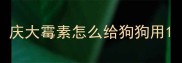 庆大霉素怎么给狗狗用