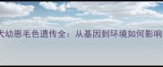 边境牧羊犬幼崽毛色遗传全从基因到环境如何影响幼犬颜色