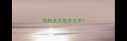 狗狗多大绝育手术