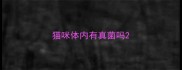 猫咪体内有真菌吗