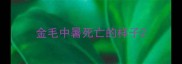 金毛中暑死亡的样子
