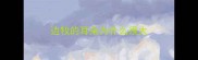 边牧的耳朵为什么很大