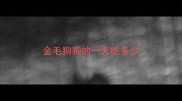 金毛狗狗的一天吃多少