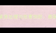 哈士奇误食丝袜的紧急处理与危害预防兽医教你化解宠物危机