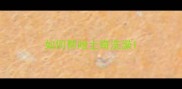 如何帮哈士奇洗澡