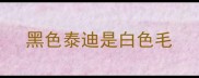 黑色泰迪是白色毛