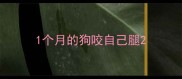 1个月的狗咬自己腿