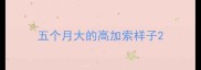 五个月大的高加索样子