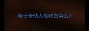 哈士奇幼犬能吃白菜么
