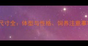 拉布拉多成犬标准尺寸全体型与性格饲养注意事项及健康监测指南