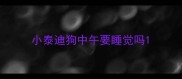 小泰迪狗中午要睡觉吗