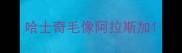 哈士奇毛像阿拉斯加