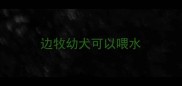 边牧幼犬可以喂水