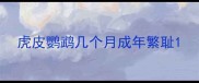 虎皮鹦鹉几个月成年繁耻
