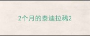 2个月的泰迪拉稀
