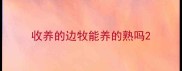 收养的边牧能养的熟吗