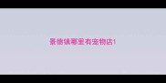 景德镇哪里有宠物店