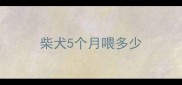 柴犬5个月喂多少