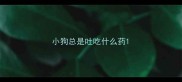 小狗总是吐吃什么药