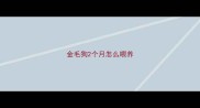金毛狗2个月怎么喂养