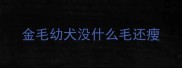 金毛幼犬没什么毛还瘦