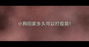 小狗回家多久可以打疫苗