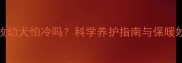 边牧幼犬怕冷吗科学养护指南与保暖妙招