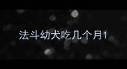 法斗幼犬吃几个月