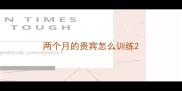 两个月的贵宾怎么训练