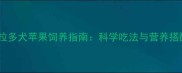 拉布拉多犬苹果饲养指南科学吃法与营养搭配全