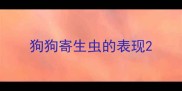 狗狗寄生虫的表现