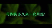 母狗狗多久来一次月经