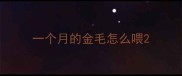 一个月的金毛怎么喂