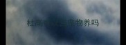杜高可以当宠物养吗