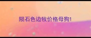 陨石色边牧价格母狗