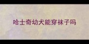 哈士奇幼犬能穿袜子吗