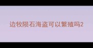 边牧陨石海盗可以繁殖吗