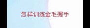 怎样训练金毛握手