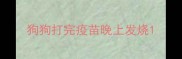 狗狗打完疫苗晚上发烧