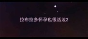 拉布拉多怀孕也很活泼