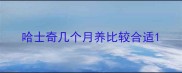 哈士奇几个月养比较合适