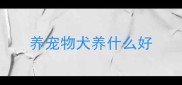 养宠物犬养什么好