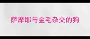 萨摩耶与金毛杂交的狗