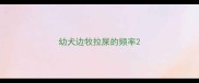 幼犬边牧拉屎的频率